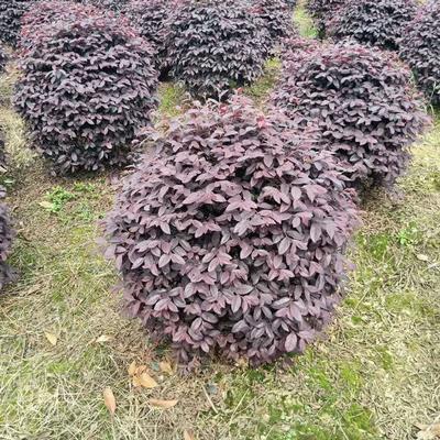 红花继木球价格与批发指南 沭阳诚盛园林助力绿化工程高效落地